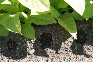 Tabac irrigation goutte 260617DSC03293.JPG