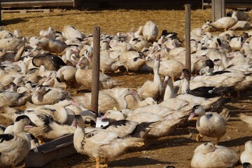 Ferme Schmitt-20.jpg