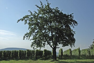 arbre isolé vigne