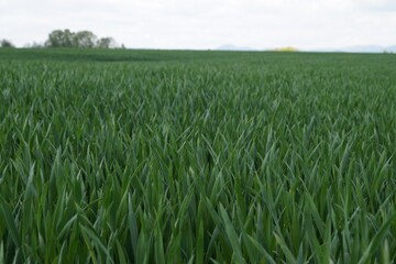 Opti-drone sur blé CAC 090517DSC02817.JPG