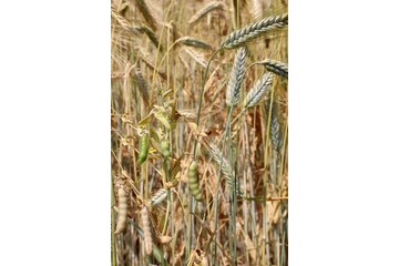 Vitrine Mommenheim - 18 - Meteil - Triticale - Poi