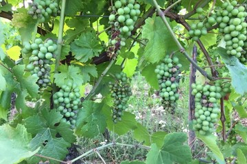 Eclaircissage au rot gris