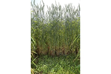 ADD - Atelier 4 - Semis sous couvert Trèfle blanc.