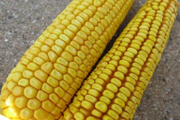 Maïs 2018-IMG_3547.JPG