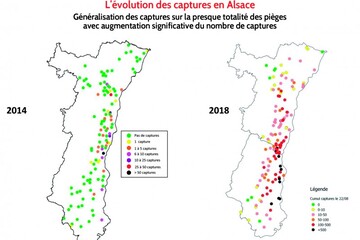 Chrysomèles -Evolution des captures en Alsace.jpg