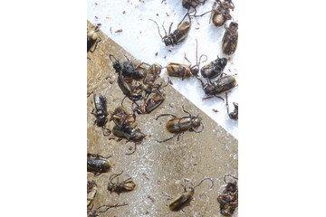 Chrysomèles piégées