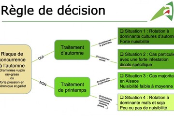 Blé-2018-Règle de décision.jpg