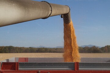 récolte maïs 191017DSC03602.JPG