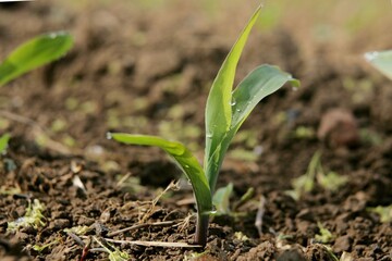 Mais jeune plant.jpg