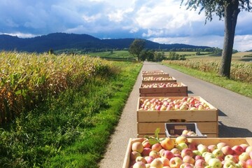 7_Ferme Burger_arbo.jpg