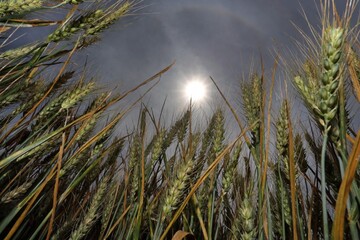 Blé - Soleil - Canicule - 04.jpg