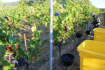 IMG_3737040919 vendanges crémant wuenheim .JPG