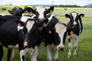 EARL du Calvaire57.jpg