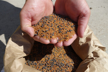 semences cultures intercalaires-3.JPG