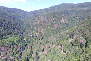 Drone Forêt rouge Masevaux Doller 030919-7.JPG