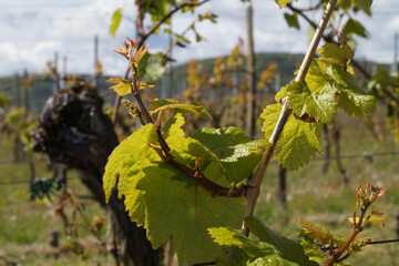 Vignes départ printemps 020517DSC02619.JPG