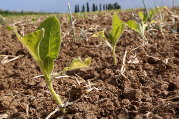 Tour de plaine - Tabac - 03.jpg