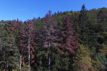 Drone Forêt rouge Masevaux Doller 030919-6.JPG