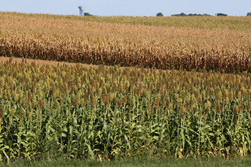 Kolb Thierry - Sorgho vs Maïs - 01.jpg