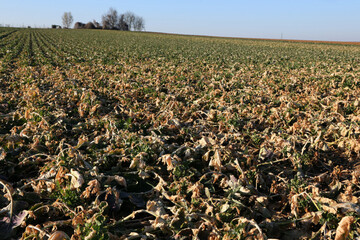 Colza jaune Hiver - 02.jpg