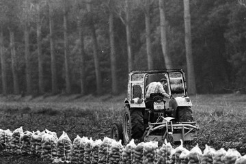 Pommes de terre 4.jpg