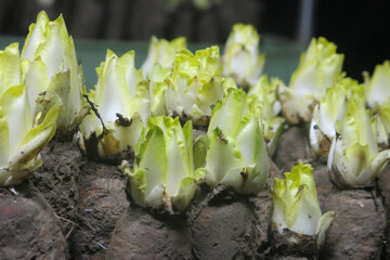 Ferme-Saint-André- (1).JPG