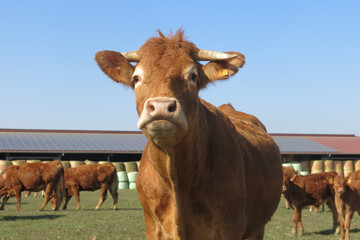 Laurent-Lengert- (3).JPG