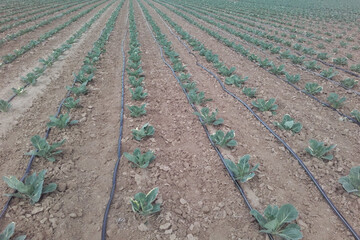 irrigation-goutte-a-goutte-chou-20200603_103935.jpg