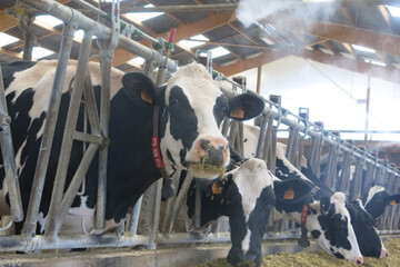 AlsaceLait-Lidl- (3).JPG