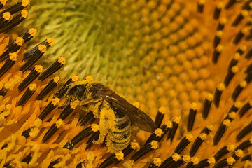 grandes-cultures-juin-2022 (1).jpeg