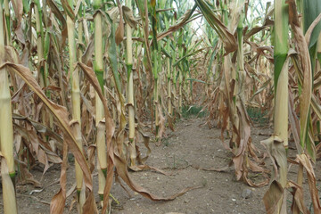 Maïs-sec-2022- (1).JPG