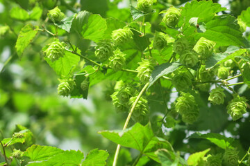 Houblonnier-allemand-bio_ (6).JPG