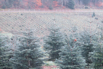 Sapins-Loew- (19).JPG