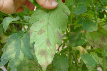 Resistom_cladosporiose_tomates_taches_feuille_protection_plantes_2023.JPG