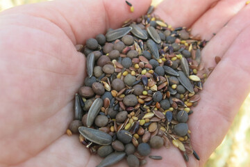 Comptoir-agricole-blé- (6).JPG