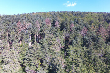 Drone Forêt rouge Masevaux Doller 030919-1.JPG