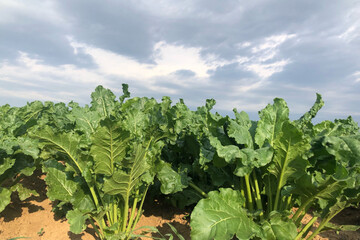 grandes-cultures-juin-2022 (5).jpeg